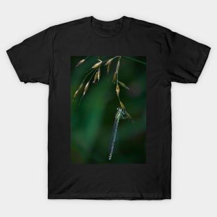 AZURE DAMSEL T-Shirt